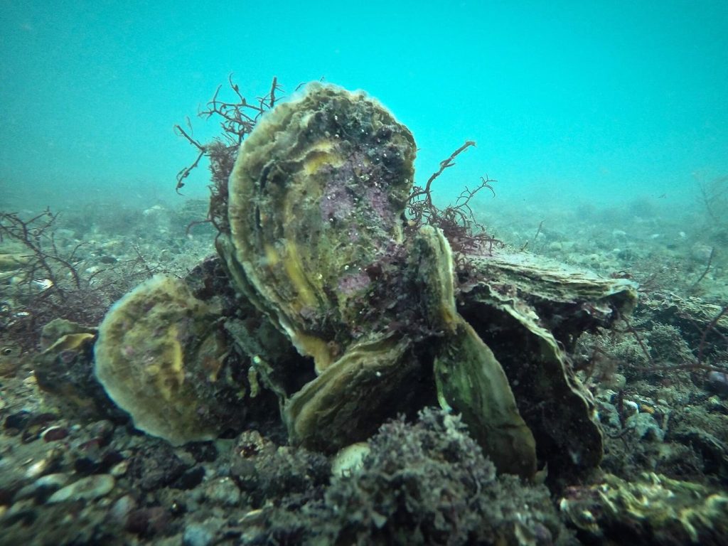 oysters clustered on a reef in shallow coastal water